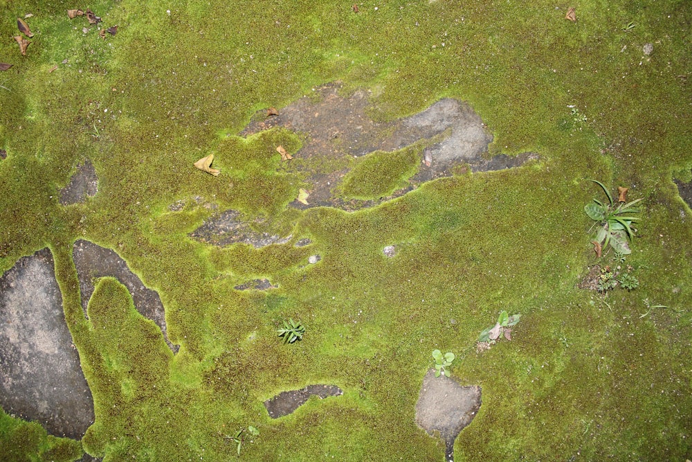 green grass field during daytime