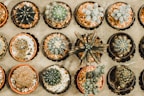 Arrangement of colorful small cacti in rustic pots on a wooden shelf