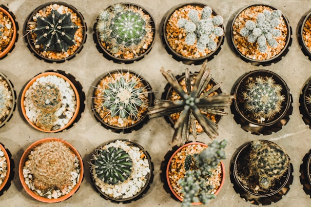 Set of tiny amigurumi cacti and plants in pastel pots displayed on a table.