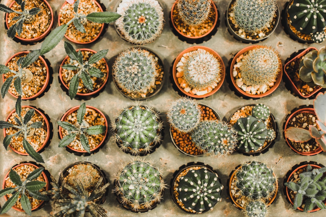 green and white cactus plants