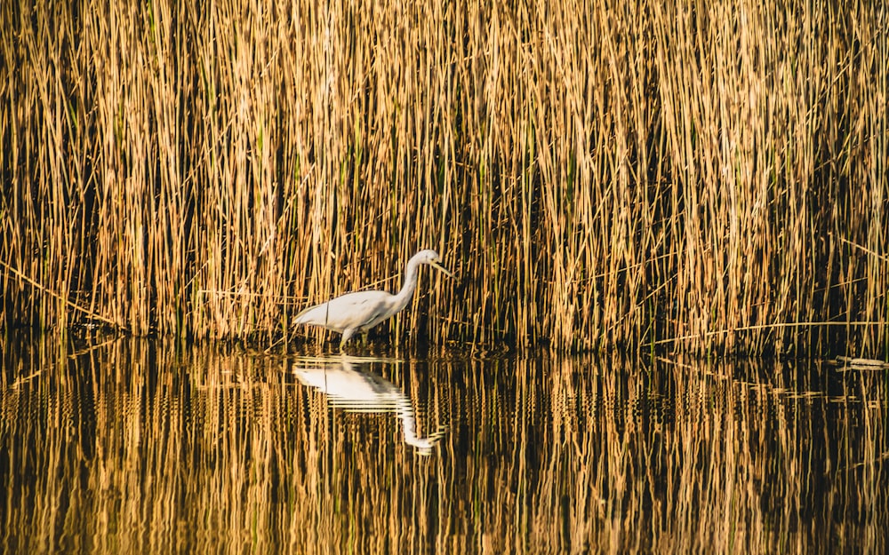 pájaro blanco en el agua durante el día
