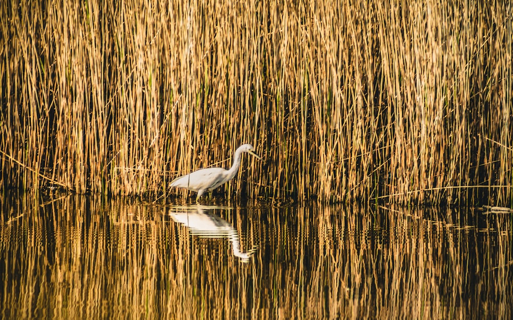 white bird on water during daytime