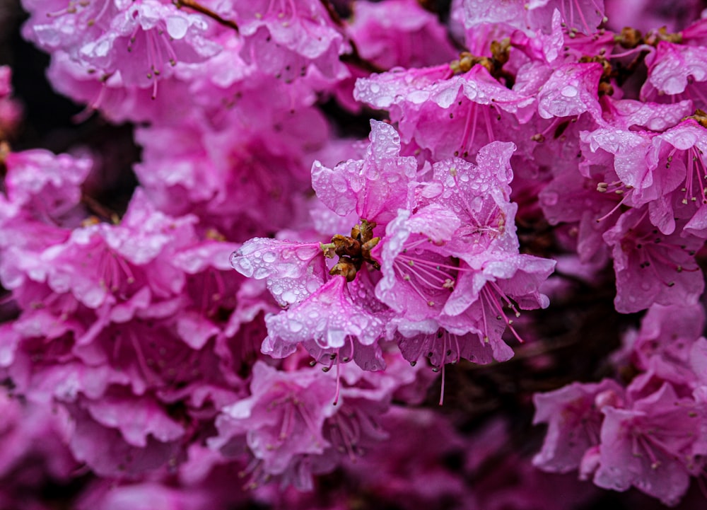 pink flowers in tilt shift lens