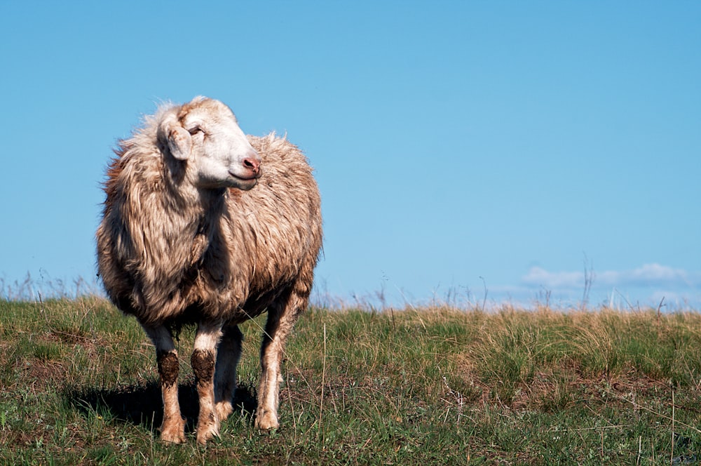 white sheep on green grass field during daytime