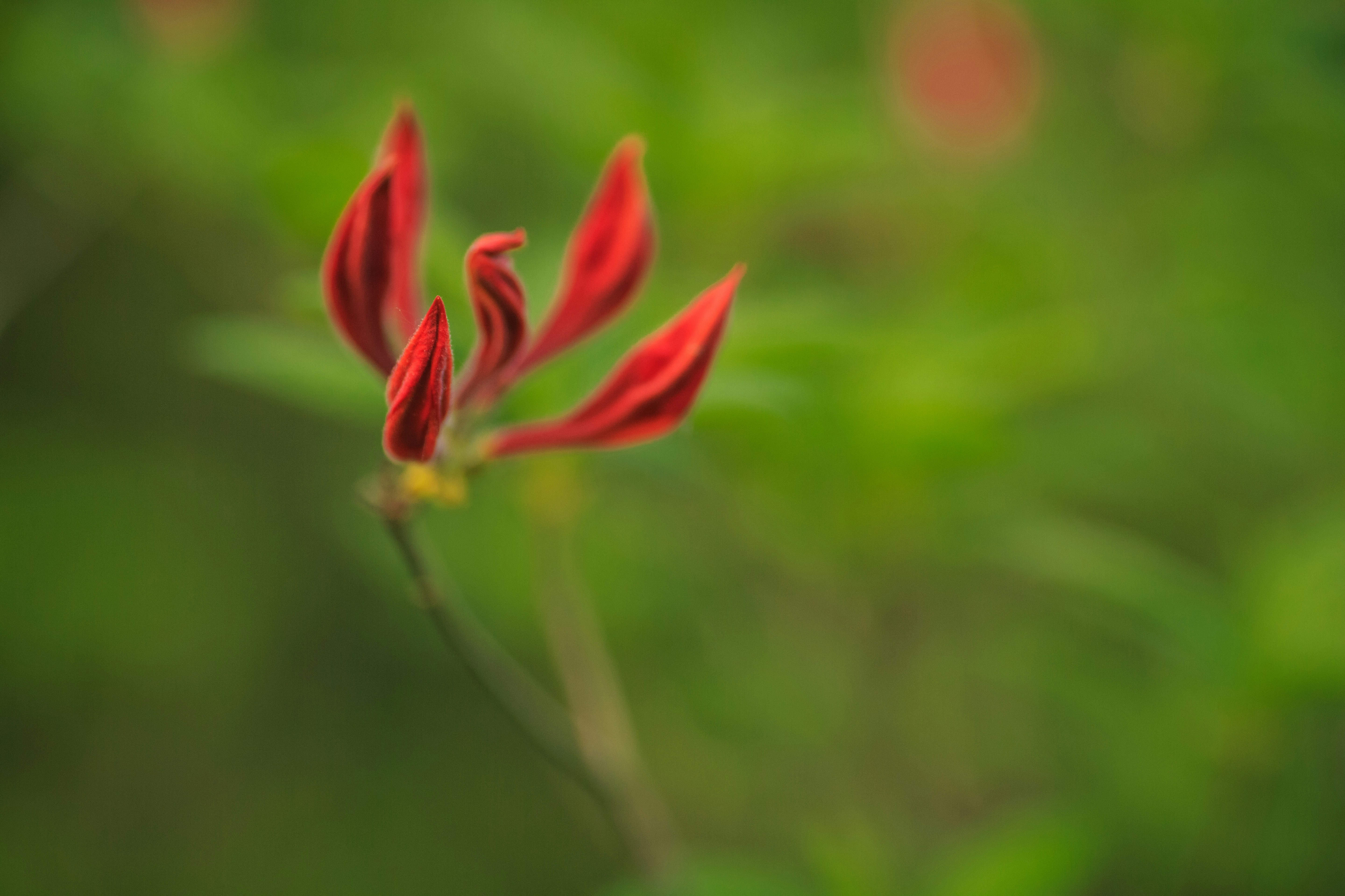red flower in tilt shift lens