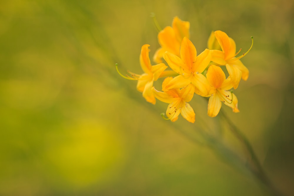 yellow flower in tilt shift lens