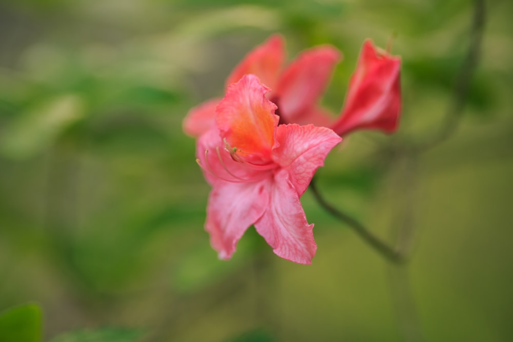 red flower in tilt shift lens