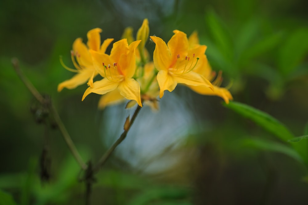 a yellow flower with green leaves in the background