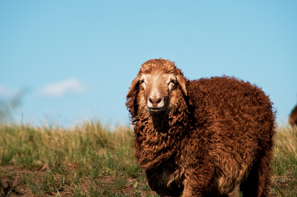 昼間の青空の下、緑の芝生の野原に茶色の羊