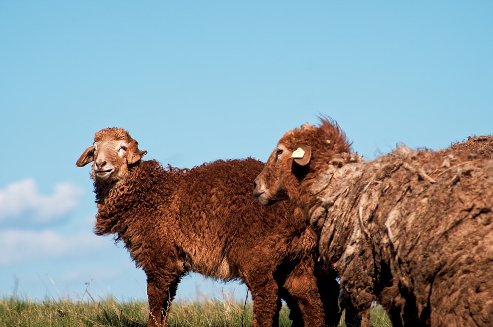 moutons bruns sur un champ d’herbe verte pendant la journée