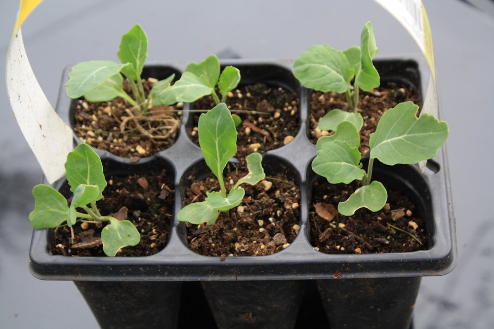 green plant on black plastic pot