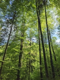 Tall trees with lush green leaves form a dense forest canopy, allowing patches of sunlight to filter through. The vibrant foliage contrasts with the dark, vertical trunks, creating a serene and natural environment.