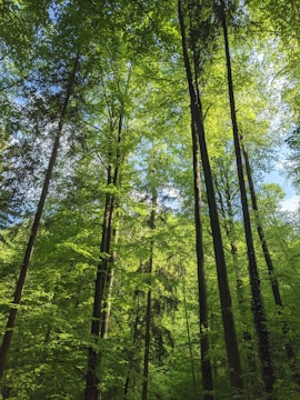 Tall trees with lush green leaves form a dense forest canopy, allowing patches of sunlight to filter through. The vibrant foliage contrasts with the dark, vertical trunks, creating a serene and natural environment.