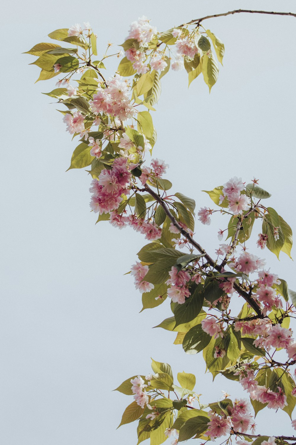 pink and green flower under white sky during daytime