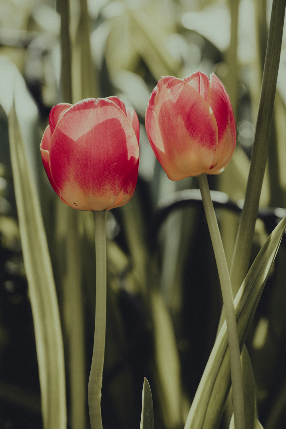 Rosa Tulpen blühen tagsüber