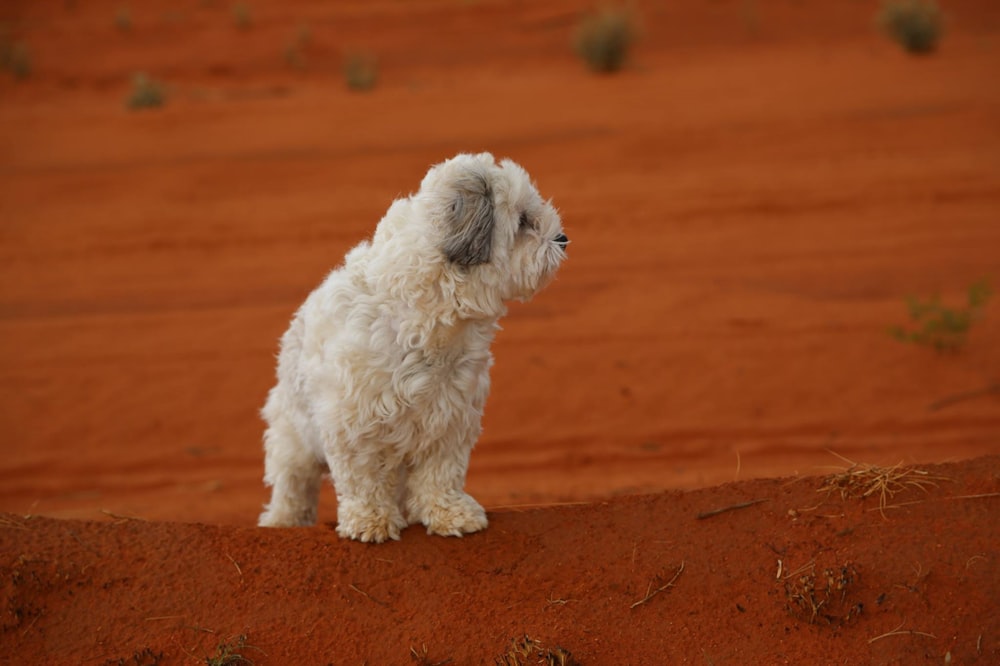 white and gray long coated small dog on brown dirt