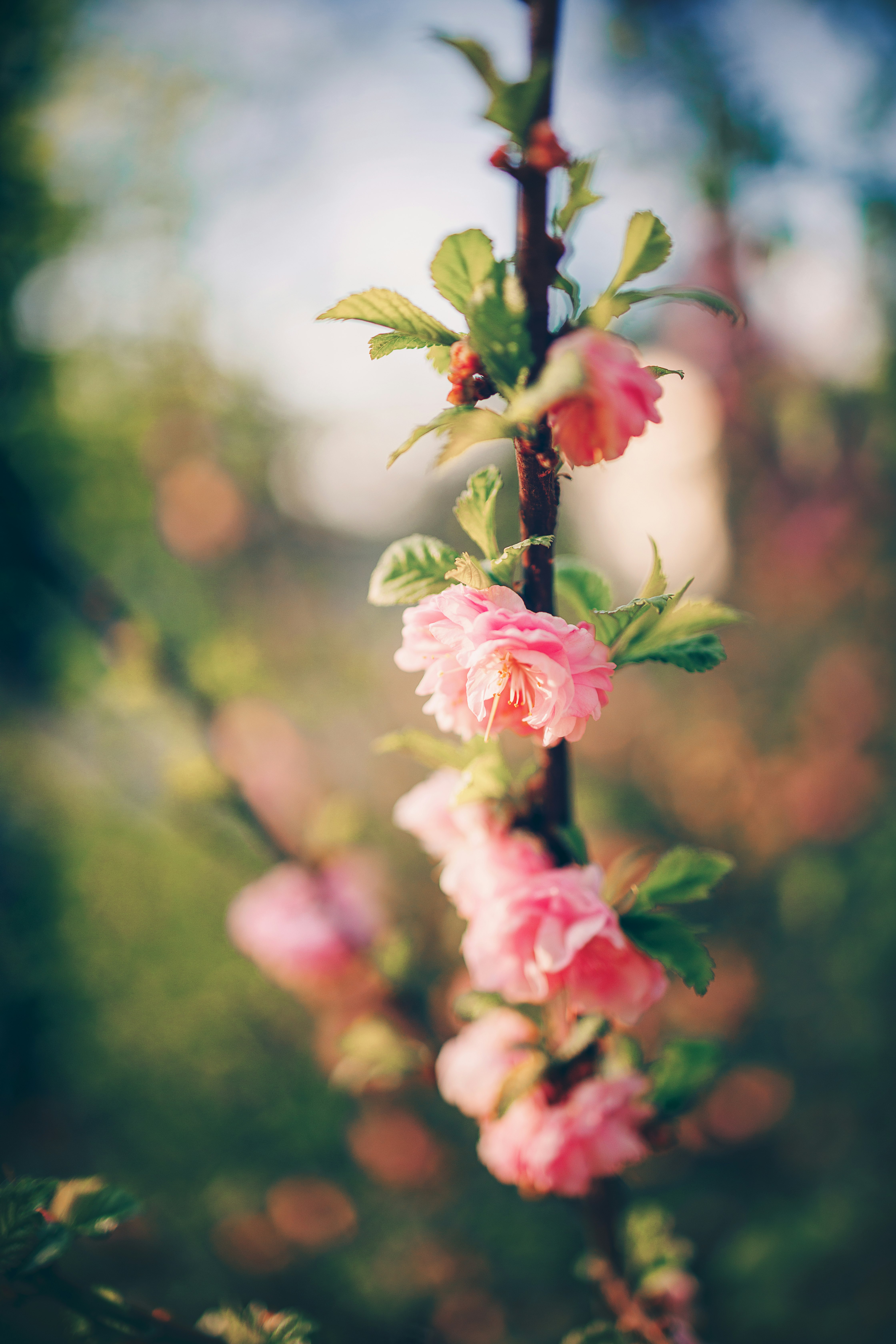 pink and white flower in tilt shift lens