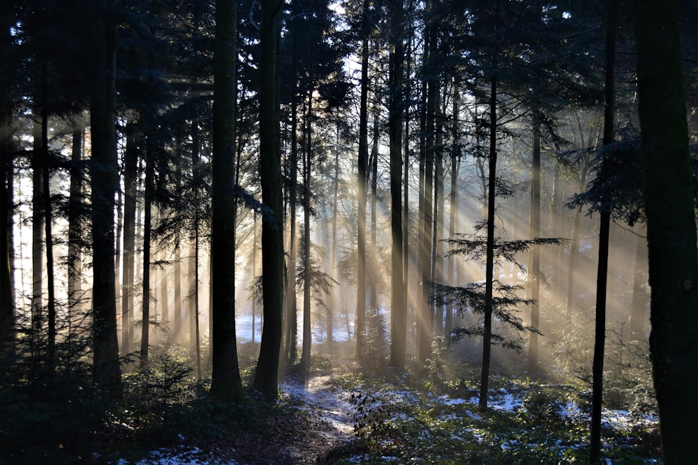 green trees on forest during daytime