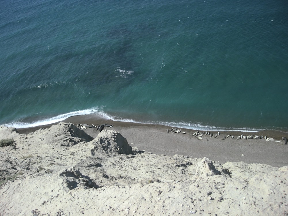 people on beach during daytime