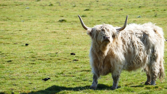 A fluffy, long-haired highland cow with large curved horns stands in a green grassy field. Its shaggy coat is a light brown color and it appears to be peacefully grazing.