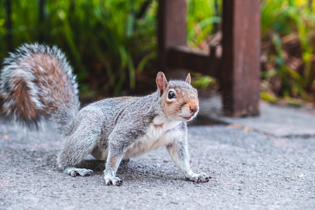 brown squirrel on gray concrete pavement during daytime