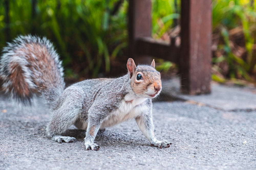 brown squirrel on gray concrete pavement during daytime