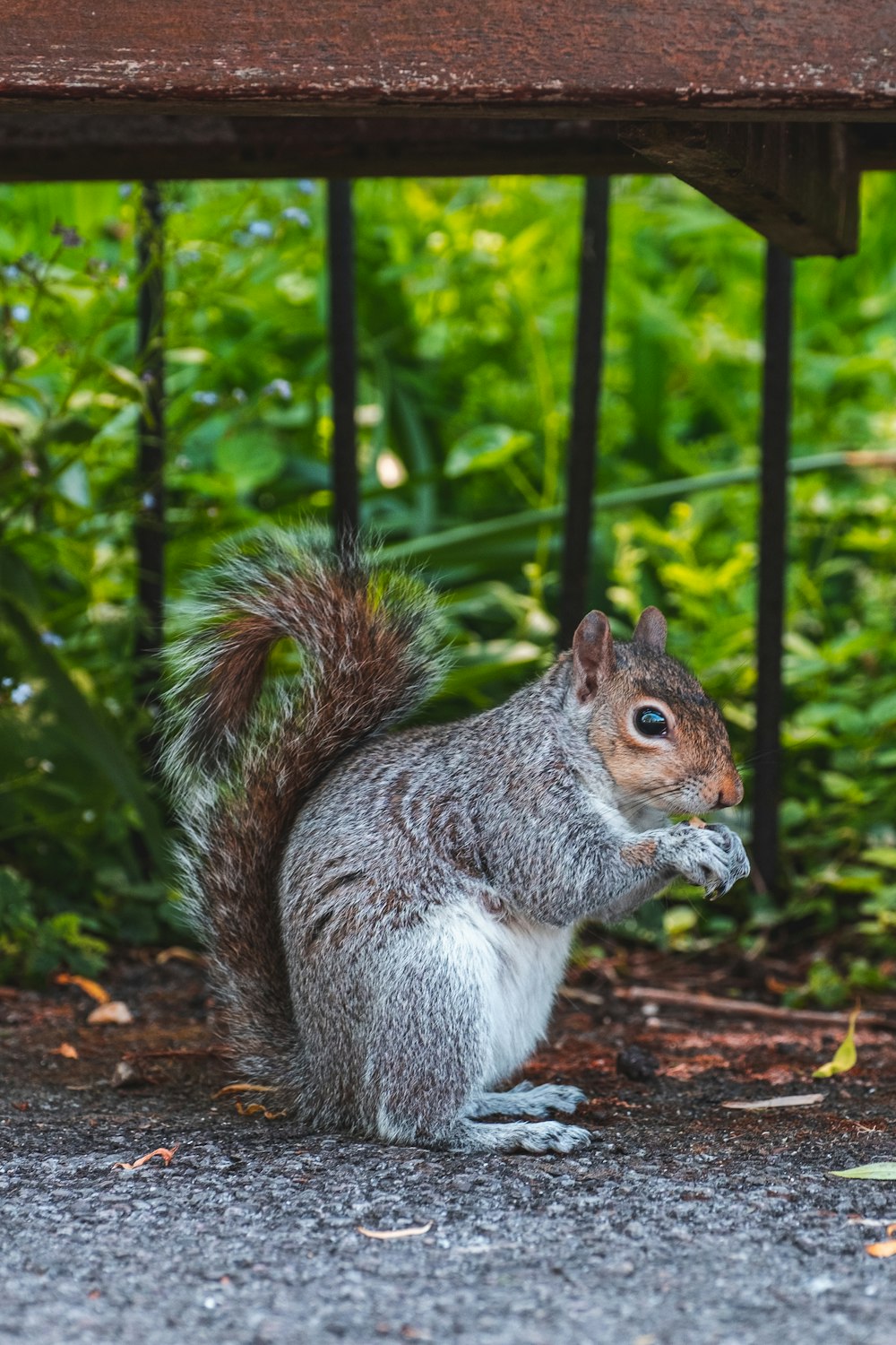 gray squirrel on brown wooden log during daytime