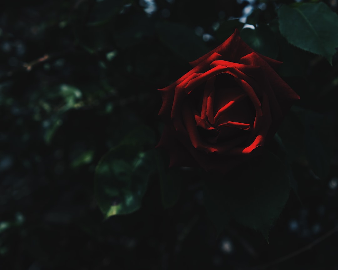 red rose in bloom during daytime