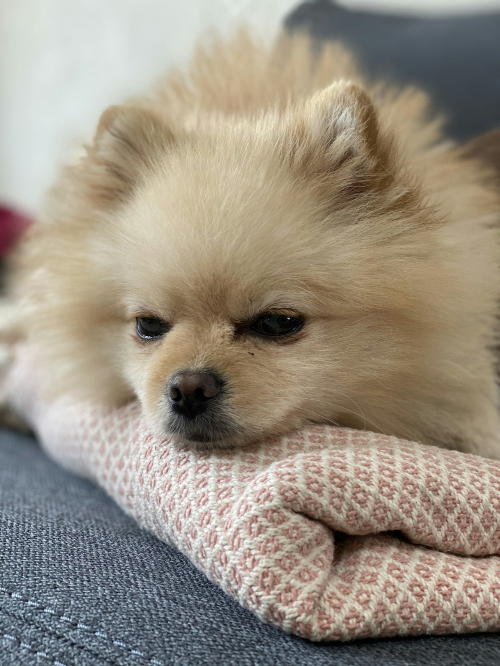 Cachorro de pomerania marrón sobre tela blanca