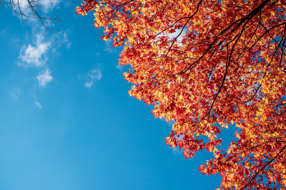 yellow and brown maple tree under blue sky during daytime