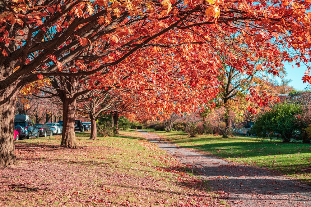 red and brown trees on green grass field during daytime