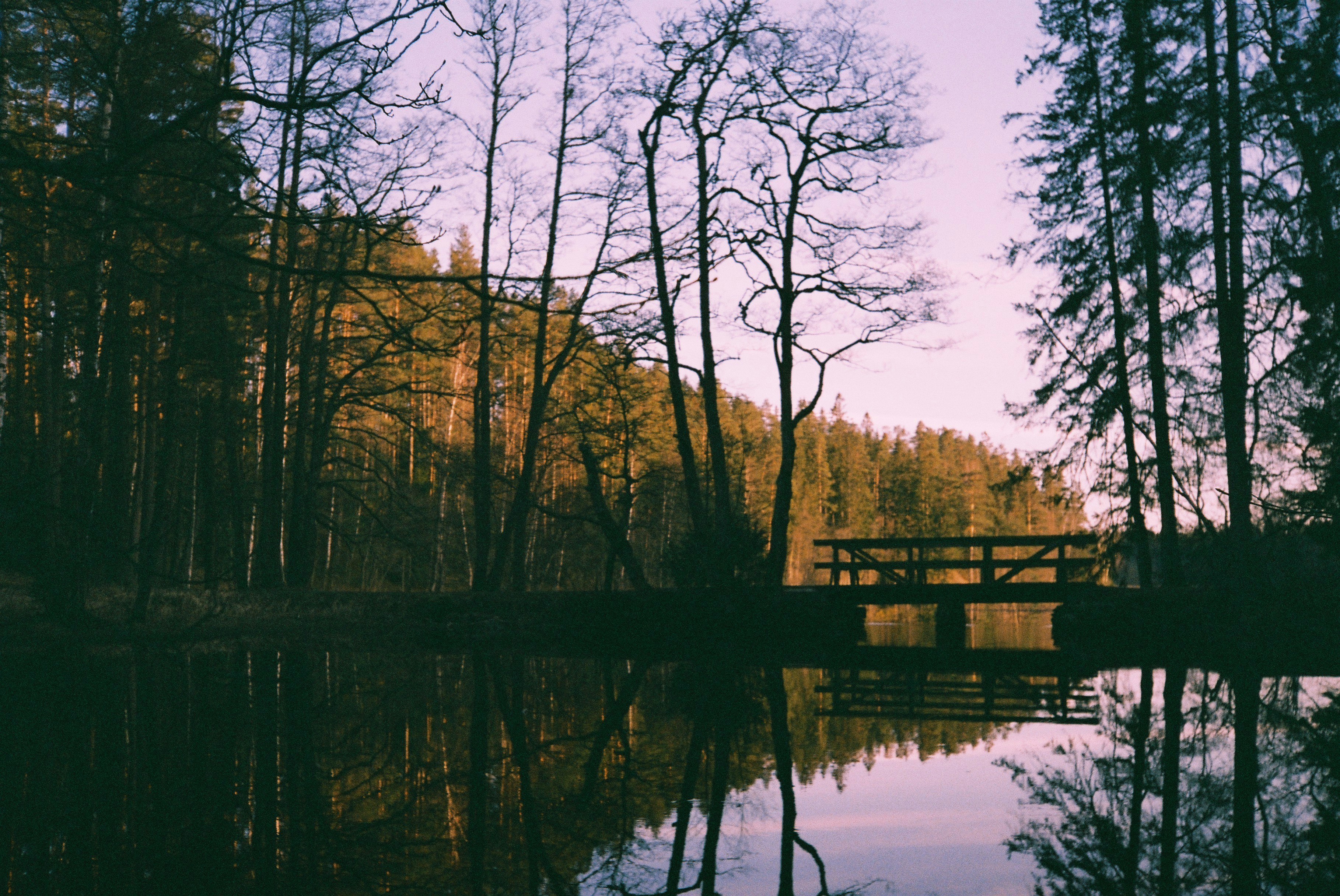 Brown trees beside body of water during daytime photo – Free Forest ...