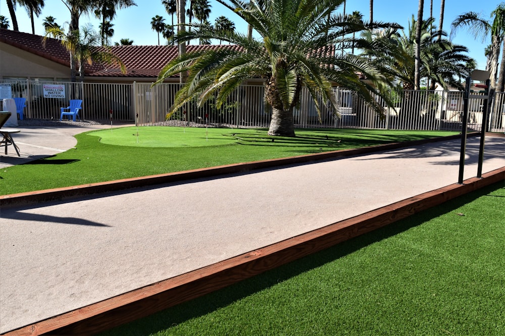 green palm tree near brown wooden fence