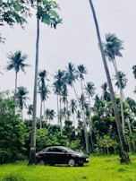 A stylish black SUV framed by lush green tropical palm trees against a bright blue sky.