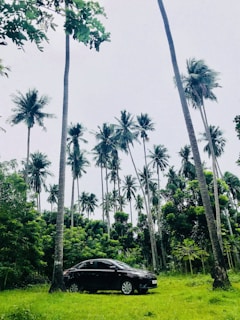 A stylish black SUV framed by lush green tropical palm trees against a bright blue sky.