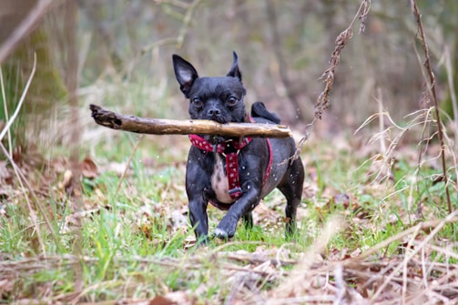 A small black dog with upright ears carries a large stick in its mouth while walking through a grassy and wooded area. The dog is wearing a red harness with stars. The surrounding environment includes dry leaves and tall grasses, suggesting a natural, outdoor setting.