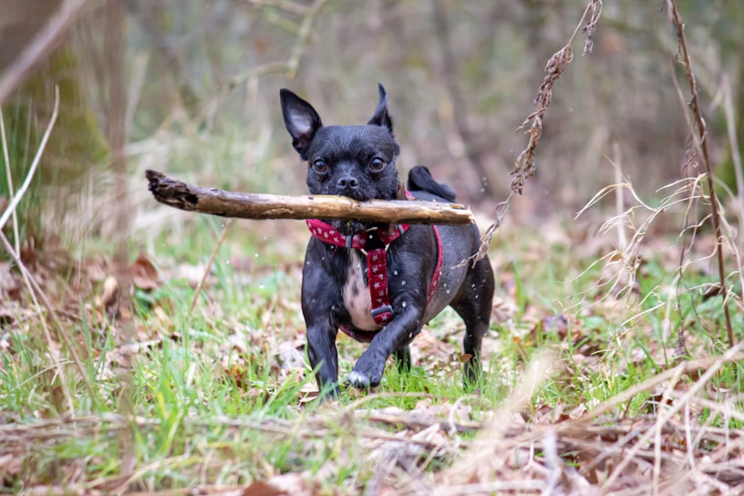 A small black dog with upright ears carries a large stick in its mouth while walking through a grassy and wooded area. The dog is wearing a red harness with stars. The surrounding environment includes dry leaves and tall grasses, suggesting a natural, outdoor setting.
