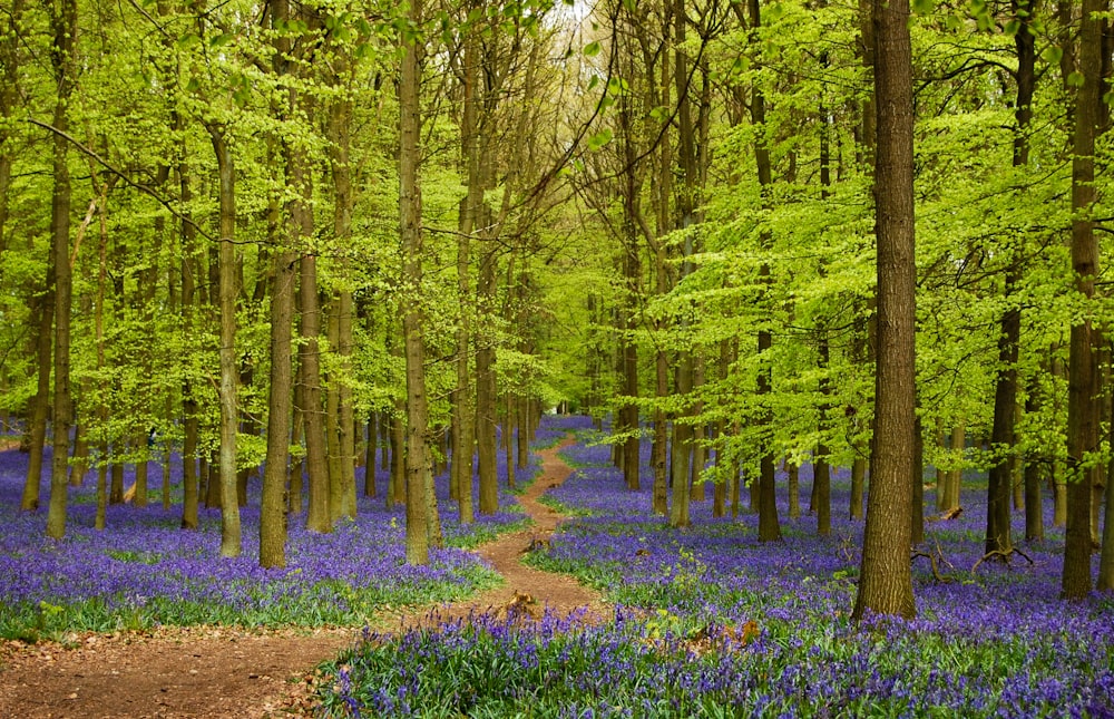 arbres verts et violets pendant la journée