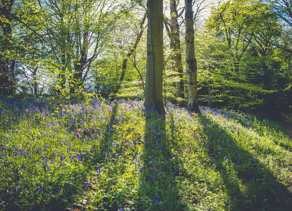 green grass and green trees