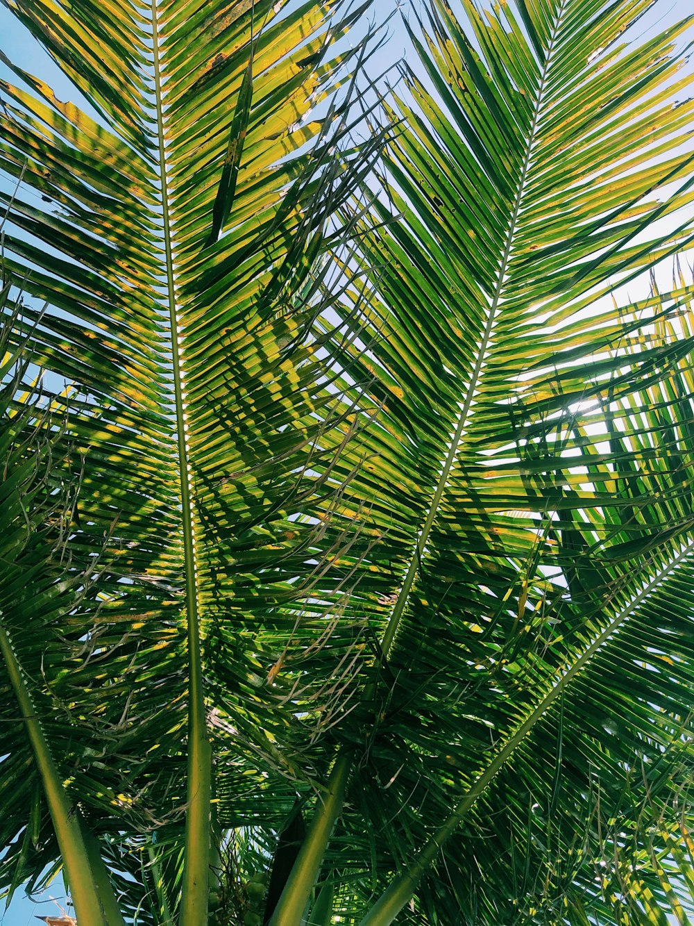 green palm tree during daytime