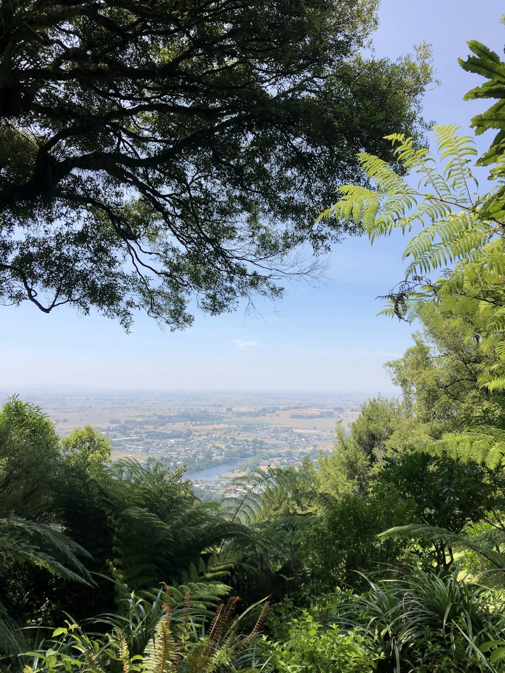 green trees near body of water during daytime