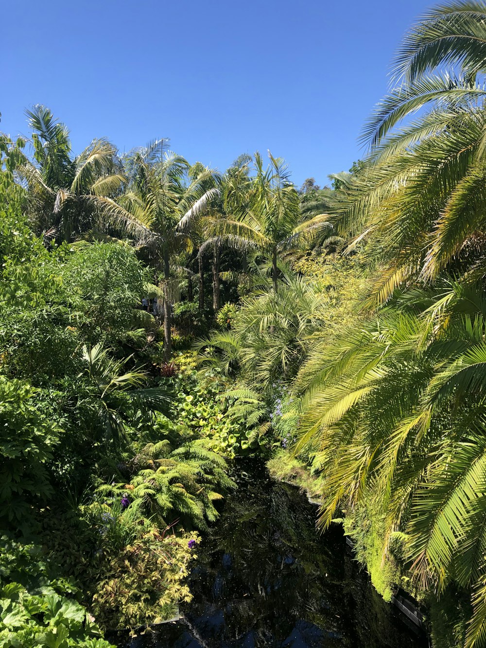 palme verdi sotto il cielo blu durante il giorno