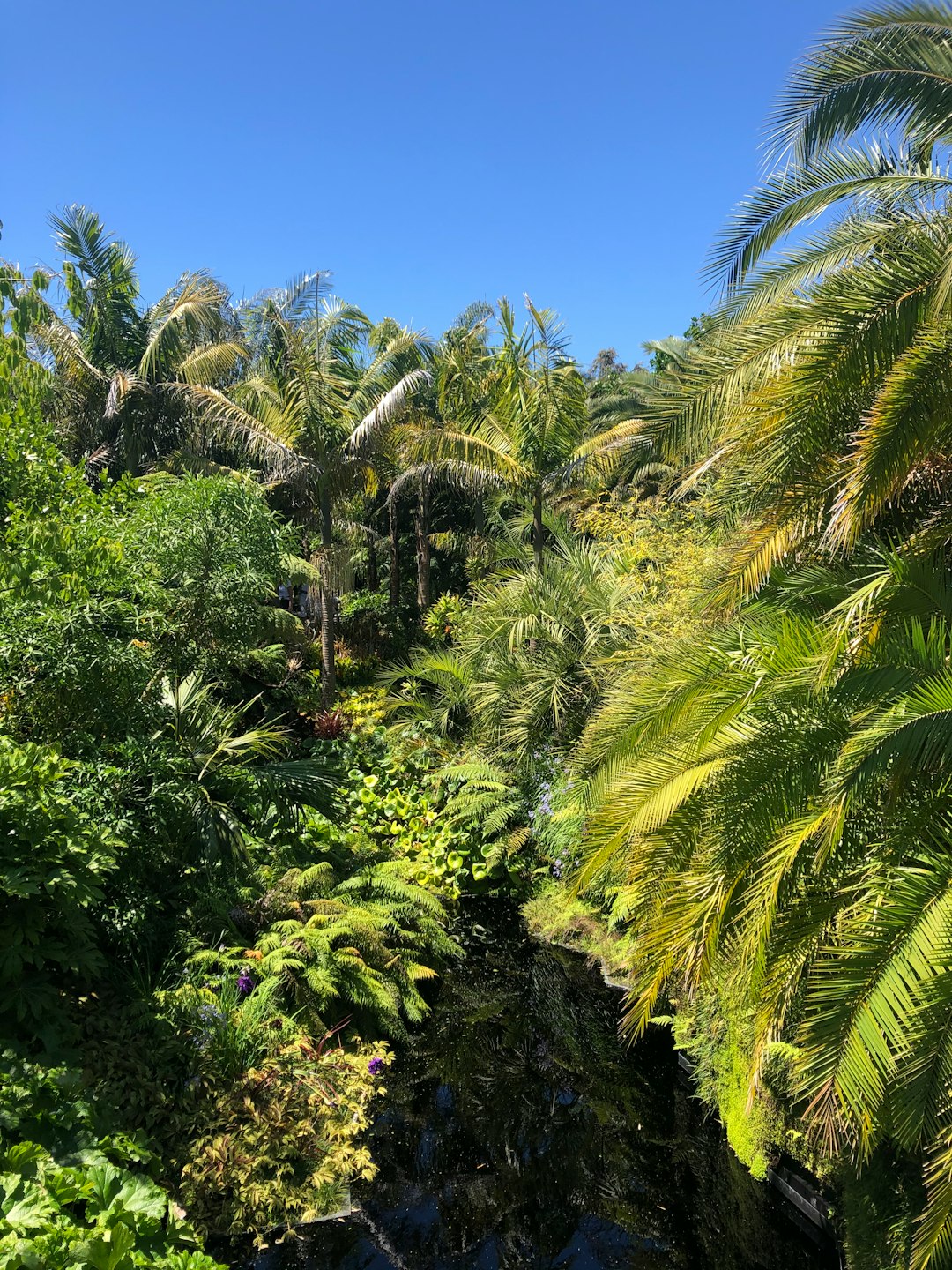 Jungle photo spot Hamilton Gardens Papamoa Beach