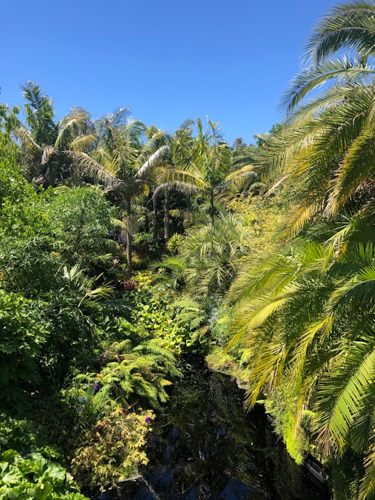 green palm trees under blue sky during daytime in Hamilton Gardens New Zealand