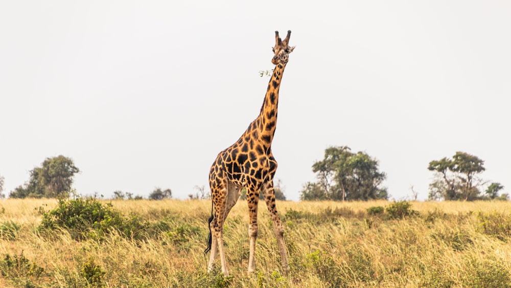 giraffe standing on green grass field during daytime