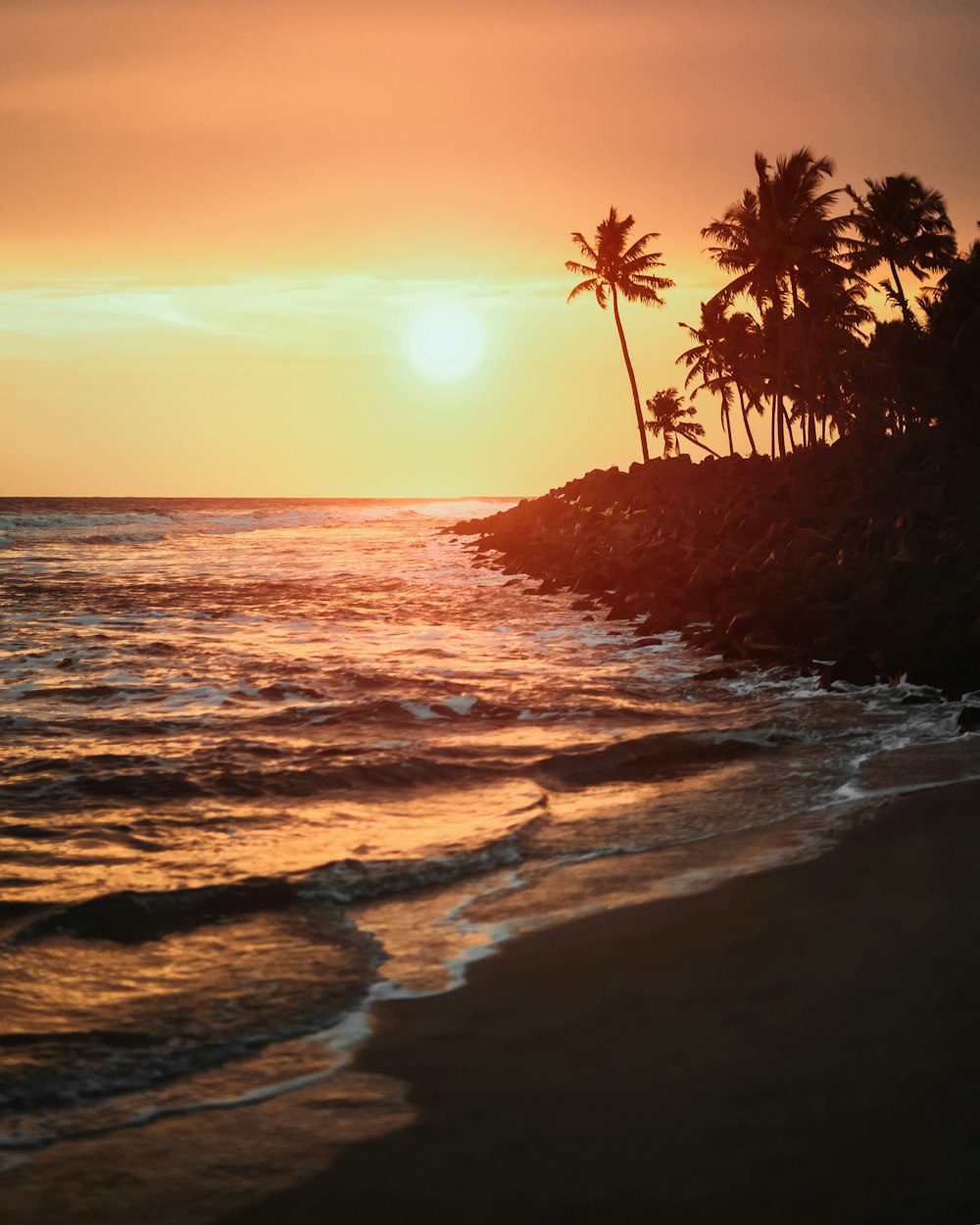 silhouette of palm trees on beach during sunset