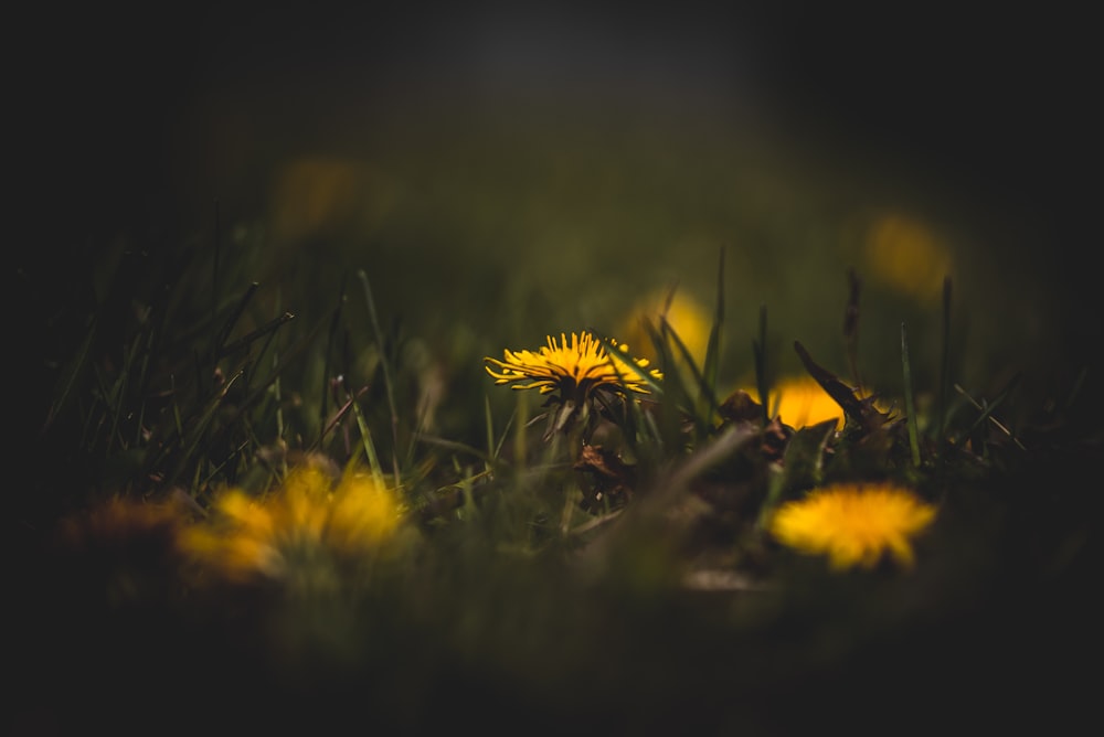 yellow flower on green grass