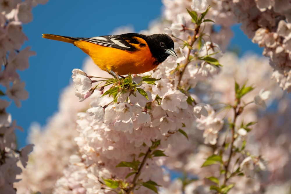 black white and orange bird perched on white flower