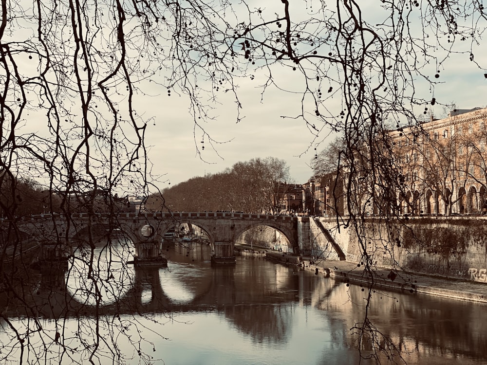 brown trees beside river during daytime