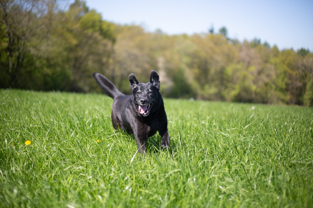black labrador retriever on green grass field during daytime